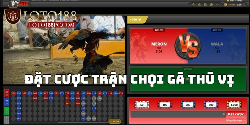 Đặt cược vào trận chọi gà thú vị